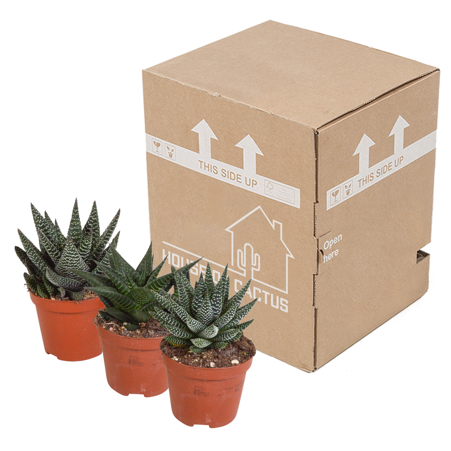 Mix van 3 Gasteria’s en Haworthia’s in verschillende kleuren, hoogtes en vormen – kamerplanten van topkwaliteit