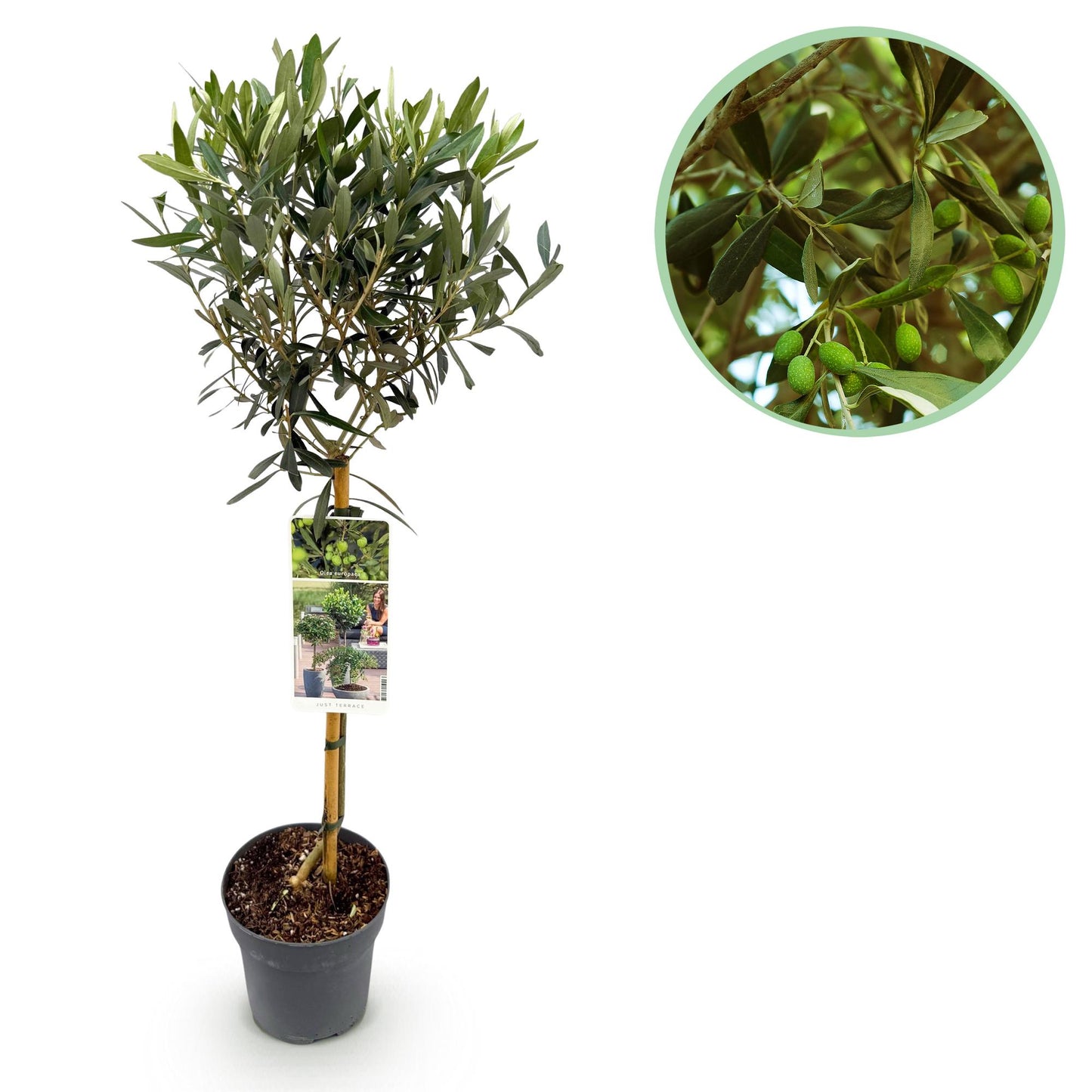 Olea Europaea - Plant op stam - Olijfboom - Terras Plant - Bladhoudend