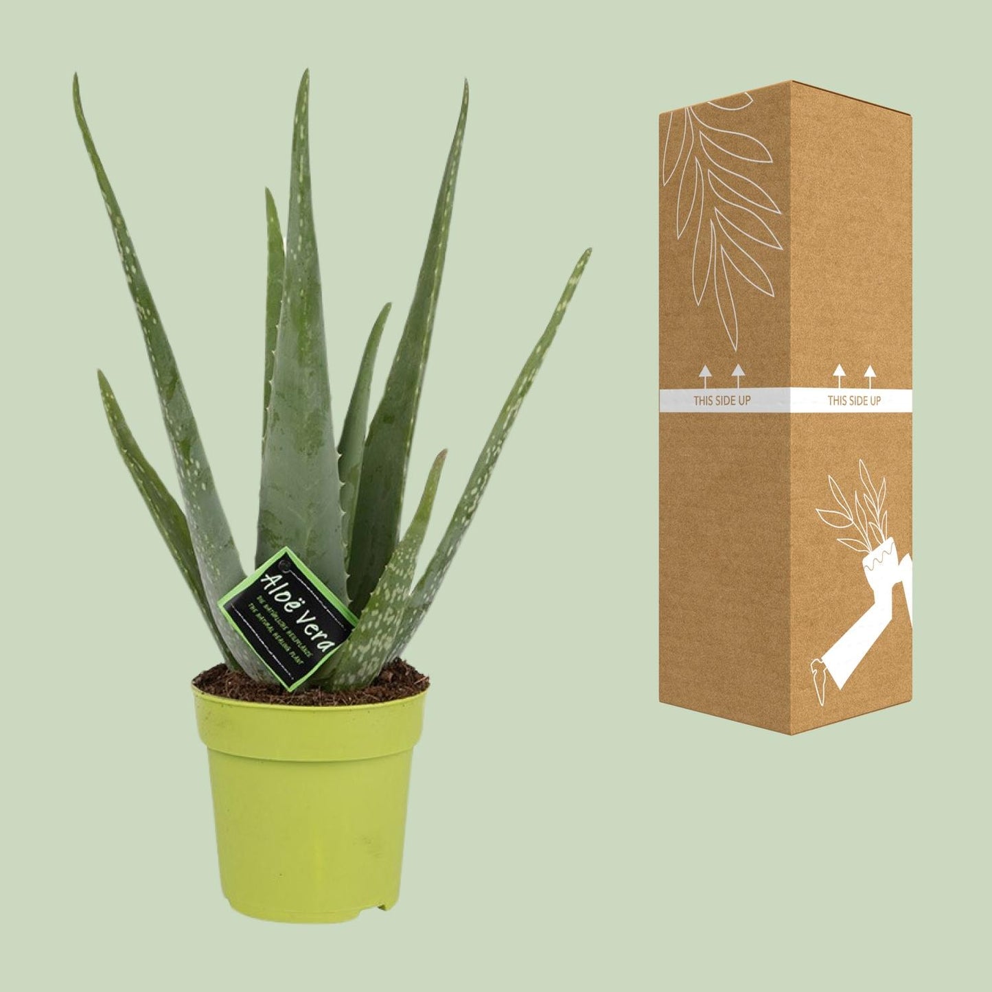 Aloe Vera – Ø12 cm – ↕45 cm | Makkelijke Kamerplant voor in Huis
