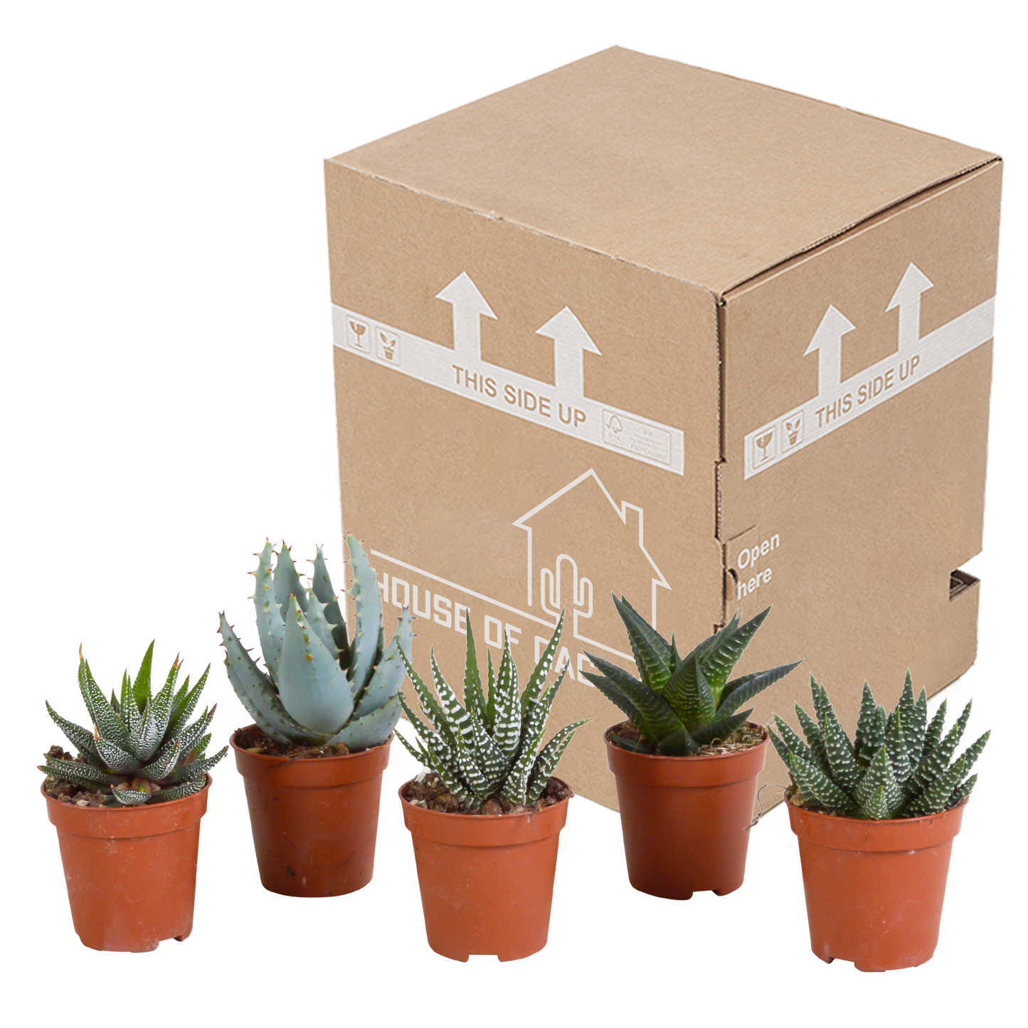 Set van 5 Gasteria/Haworthia mix (Ø5,5 cm, zonder pot) – compacte en sterke kamerplanten in diverse vormen en kleuren
