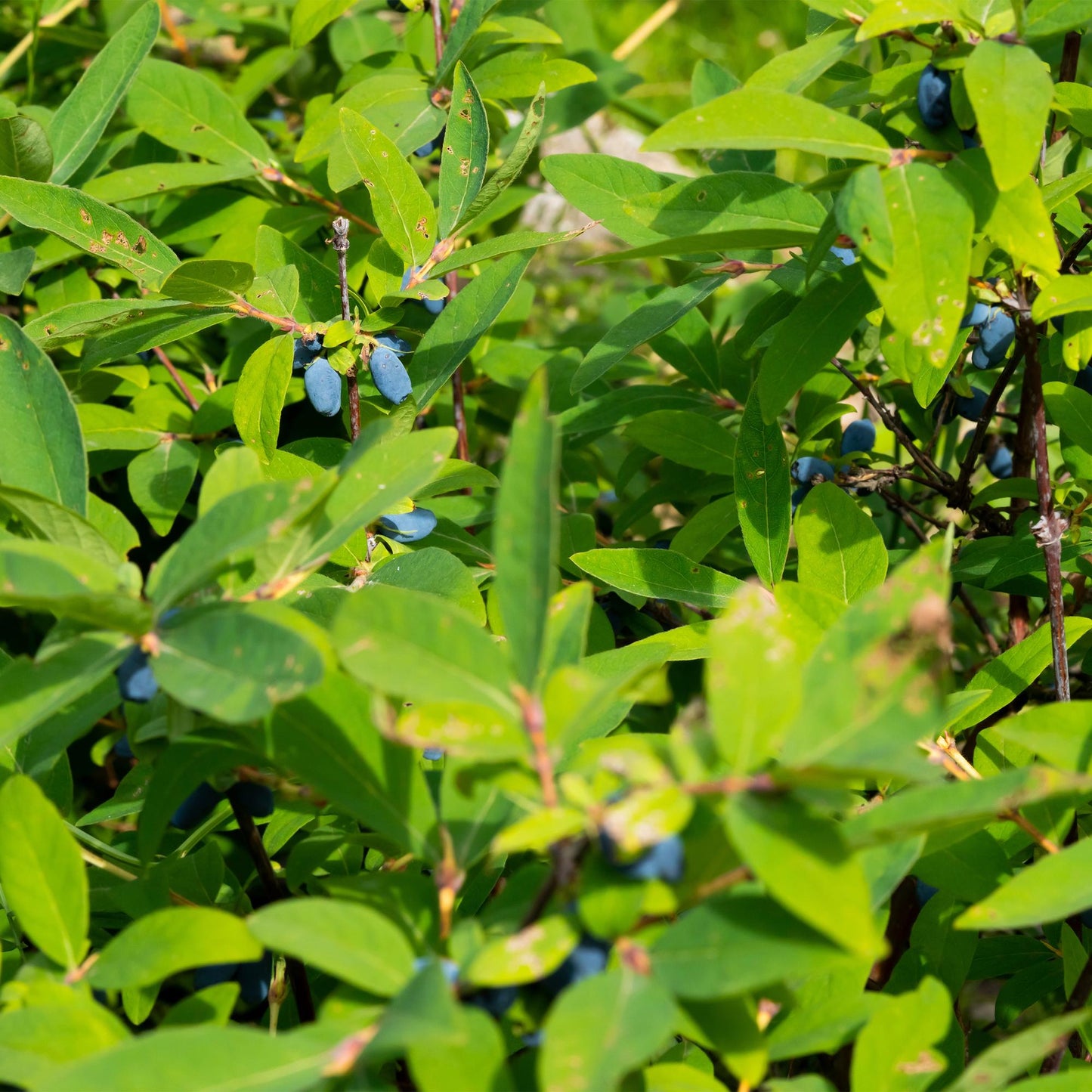 “Lonicera caerulea Kamchatika – honingbes superfruitplant, set van 2 planten in pot Ø15cm, hoogte ongeveer 50cm, met blauwe bessen.”
