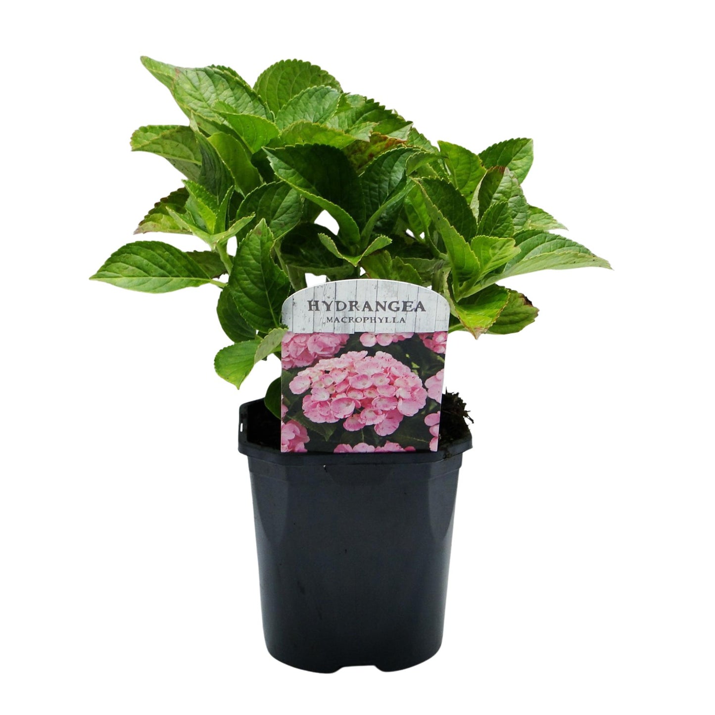 Hydrangea macrophylla Roze – hortensia met grote bolvormige roze bloemen – ideaal voor tuin, border of pot