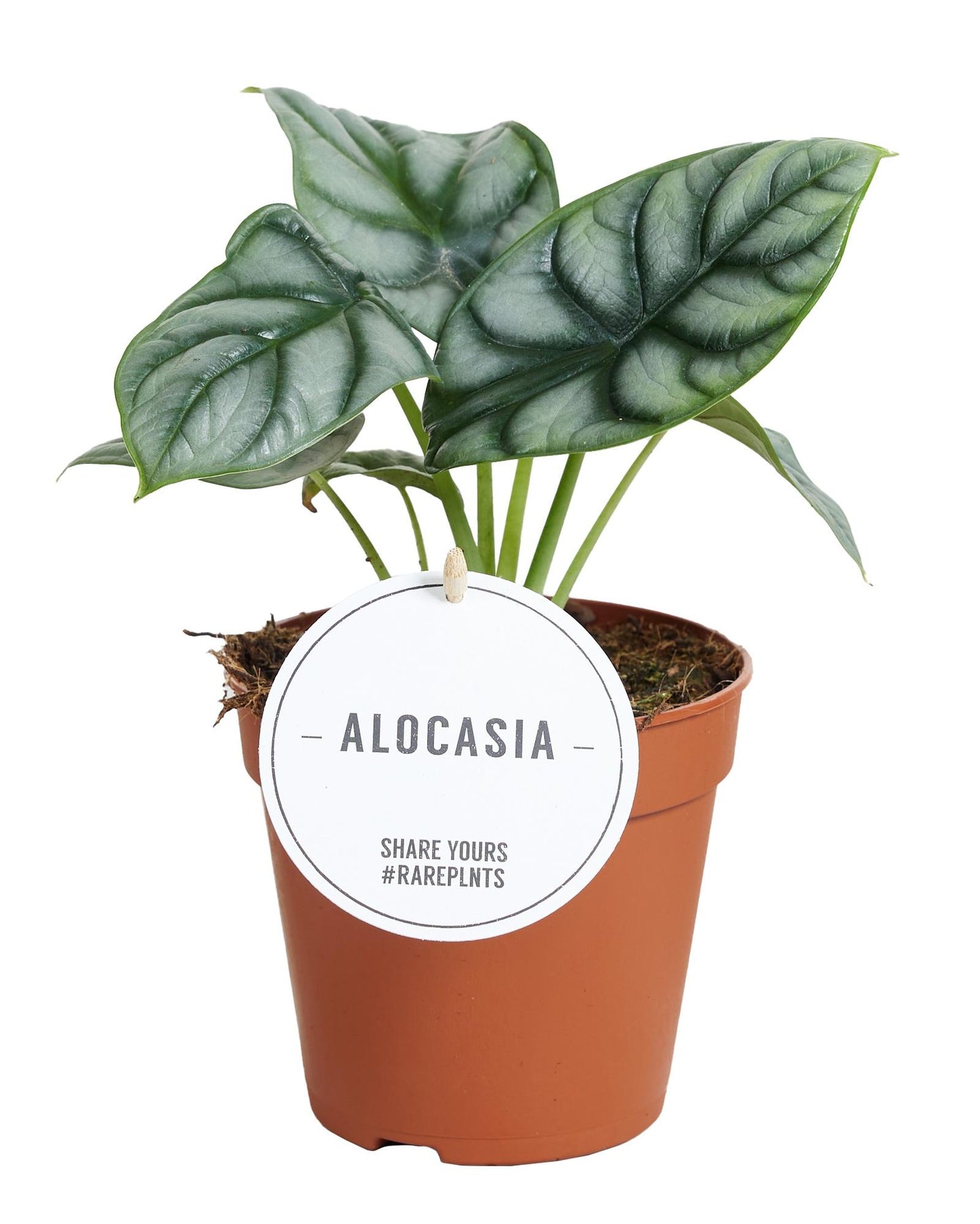 Alocasia Silver Dragon - Ø12cm - ↕25cm voor de echte plantenliefhebber