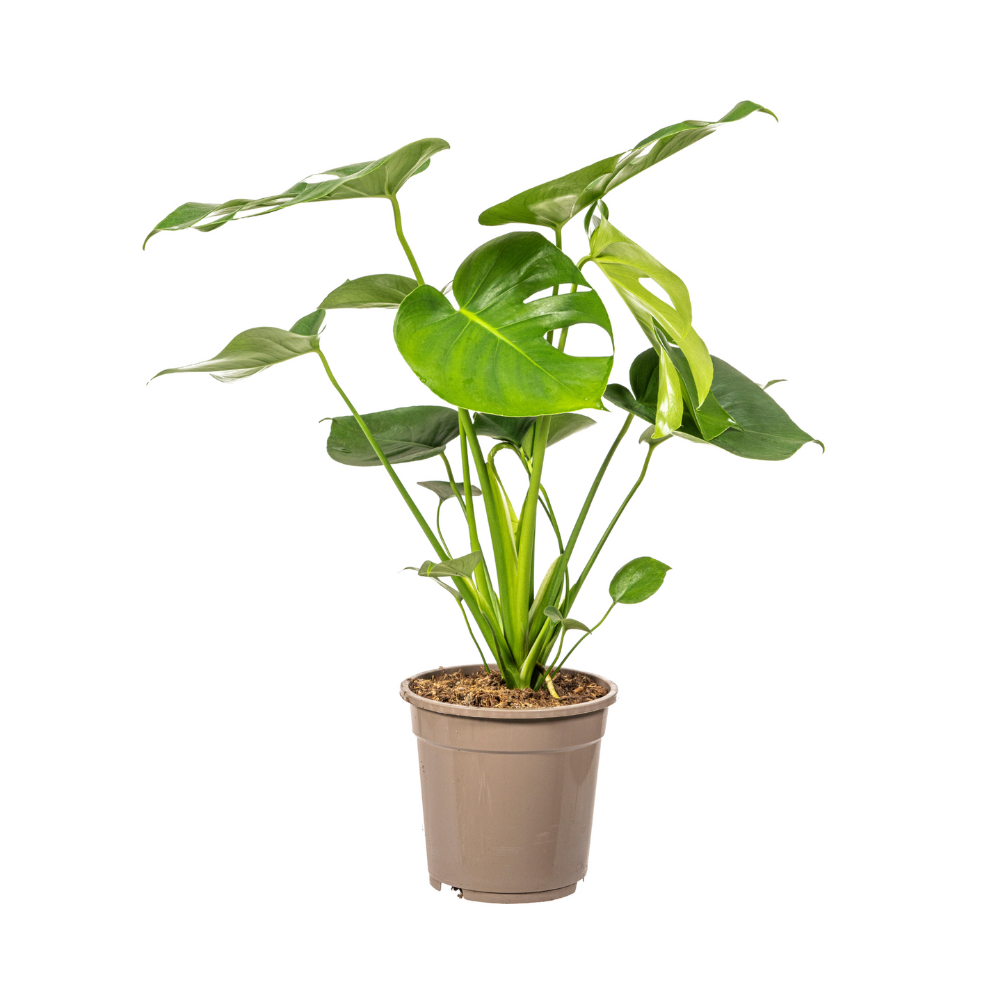 Monstera Deliciosa Tauerii kamerplant Ø19cm, 70-90cm hoog, grote groene bladeren met inkepingen en gaten, tropische klimplant.