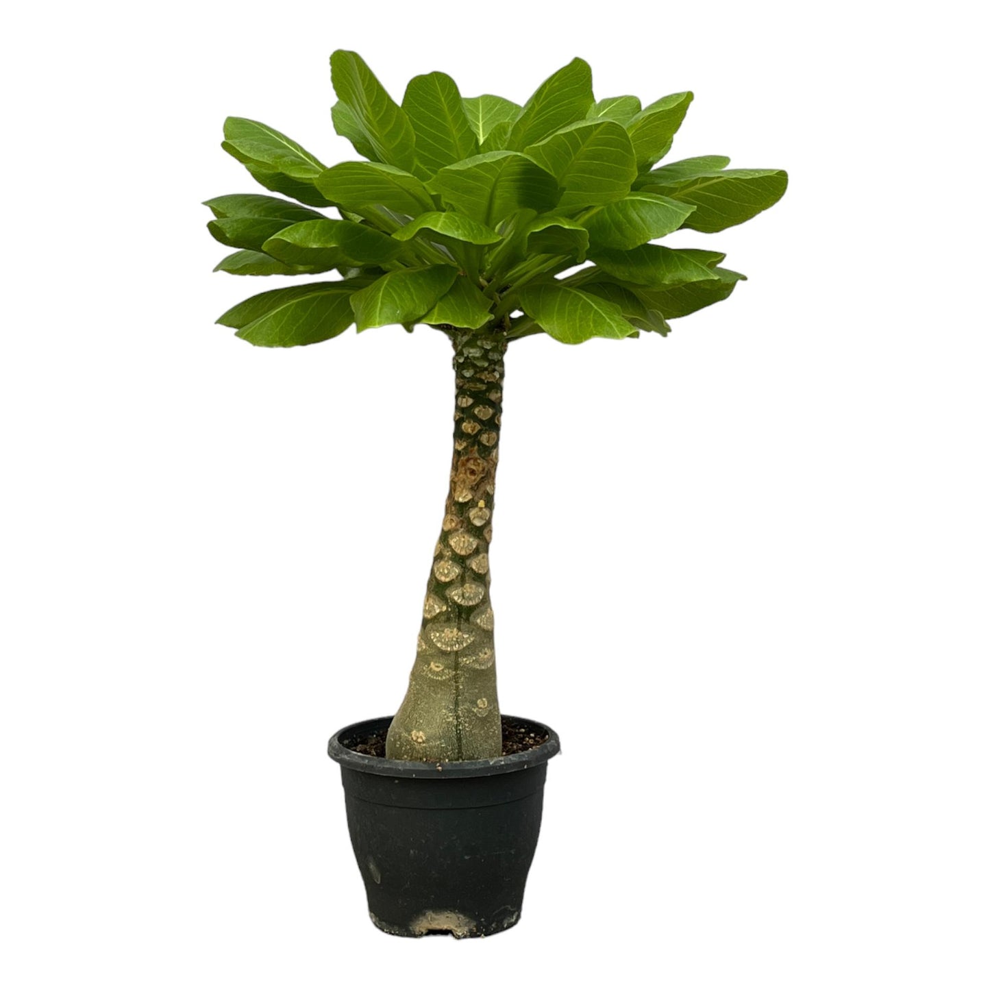 Birghamia Insignis -Hawaiiaanse palm
