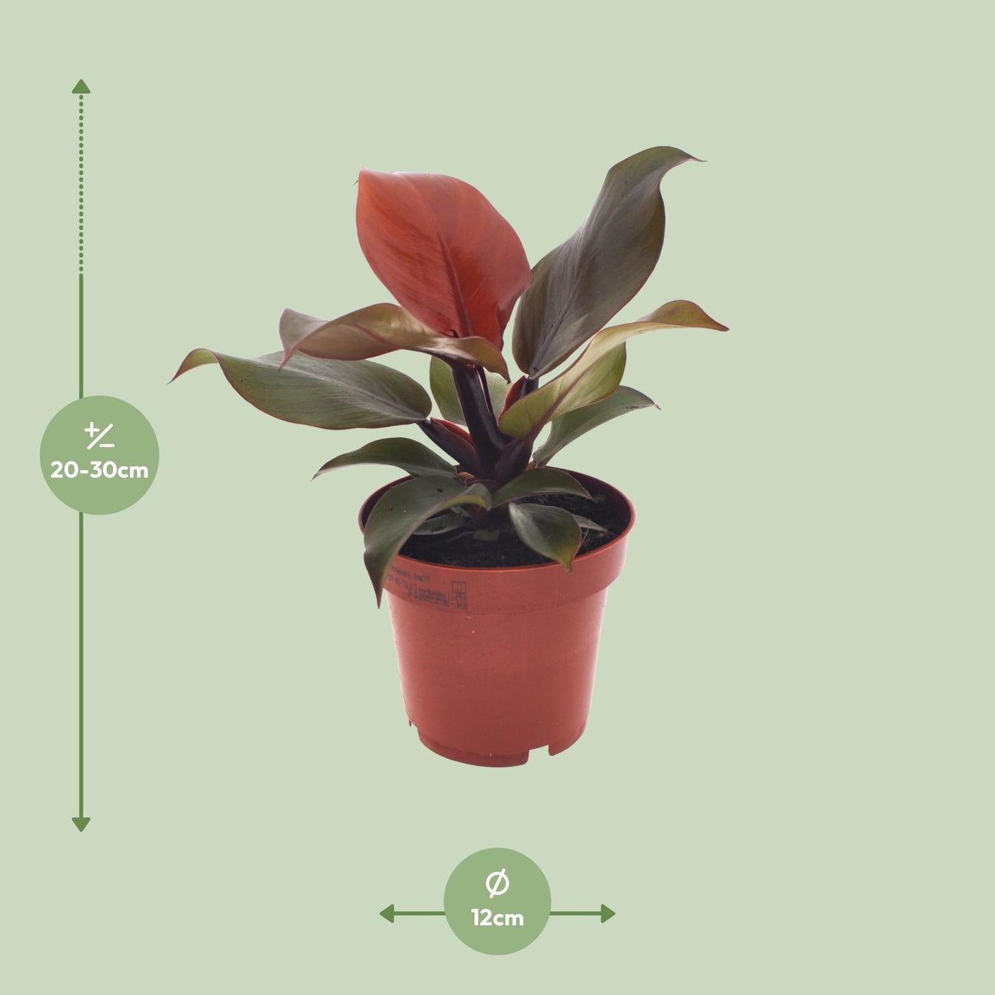 Philodendron Imperial Red / Sunlight in pot Ø12 cm – hoogte ca. 25 cm, hartvormige dieprode bladeren