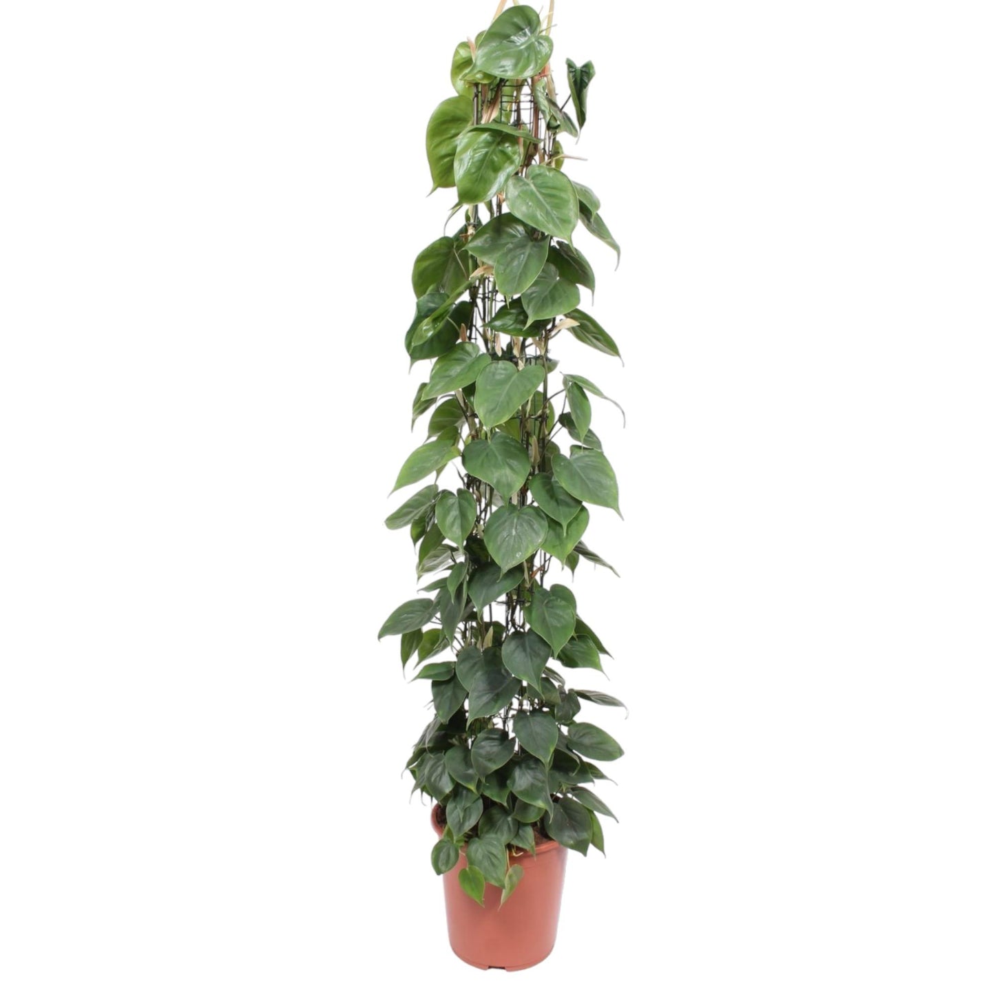 Philodendron Scandens Green Wonder met glanzende hartvormige bladeren en gaasrek, hoogte 160 cm, pot Ø27 cm