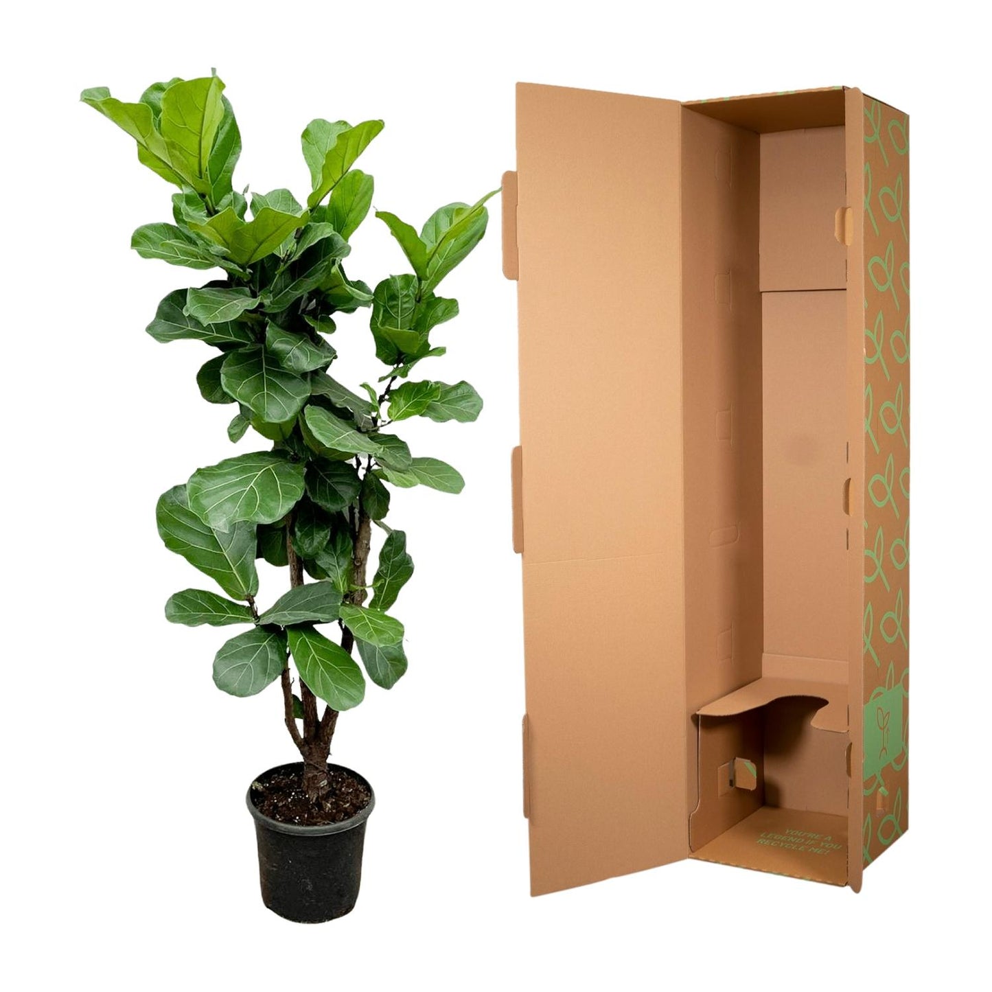 "Ficus Lyrata vertakt – Grote kamerplant met vioolvormige bladeren – 170 cm hoog – Ø32 cm pot – tropische blikvanger" Moet je hebben in de woonkamer of serre.