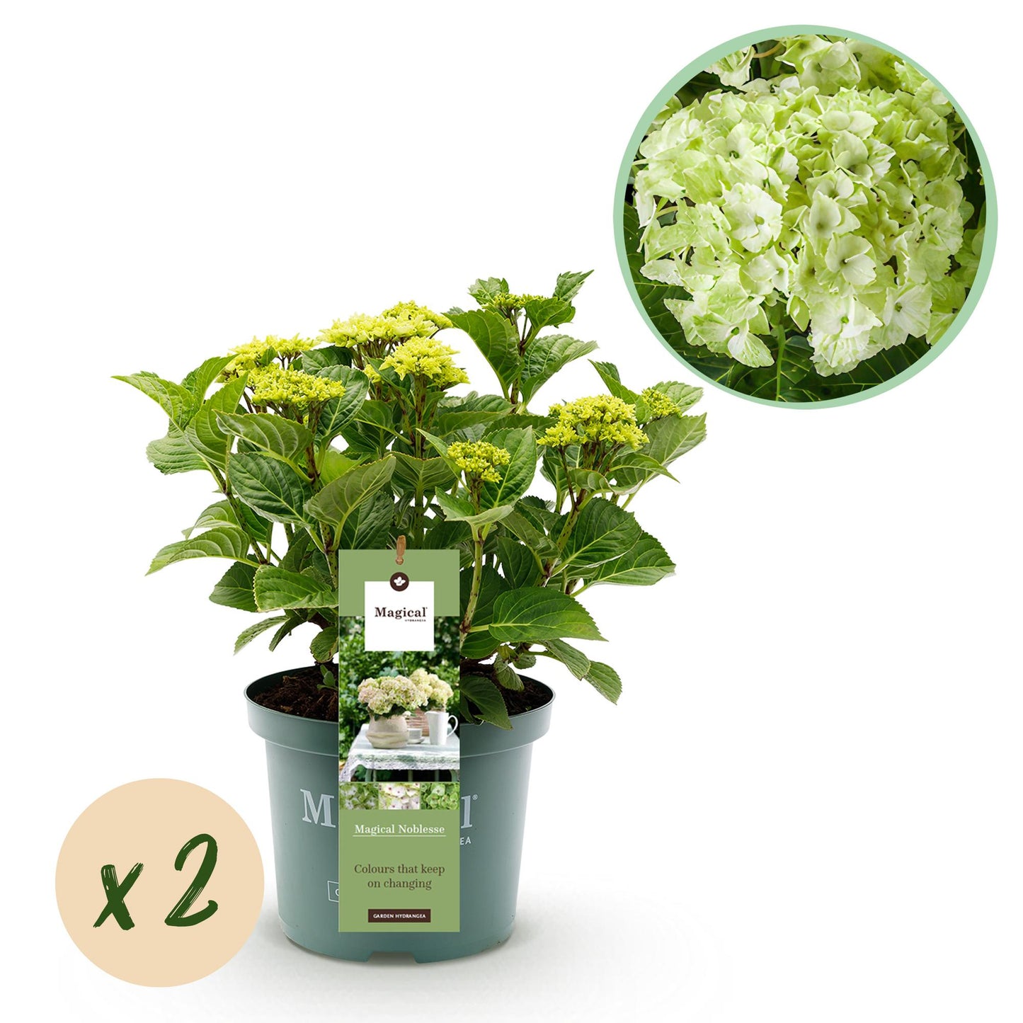 Hortensia - Hydrangea Magical Nobless - Wit - 6-10 Bloemen - 2 Planten - Pot 23cm Hoogte 55cm