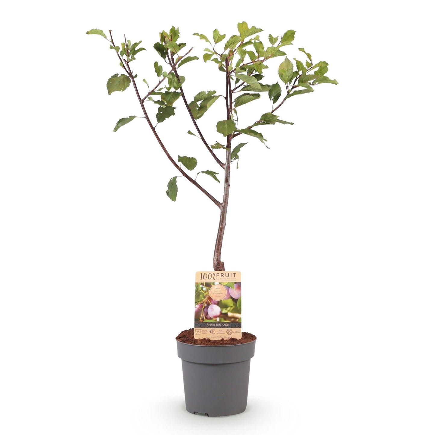 Fruitplant - Pruimen boom - Prunus domestica Opal - Geel Rode Vrucht - Pot 21cm Hoogte 90cm