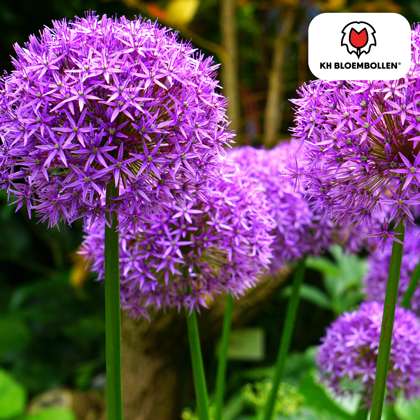 Allium Globemaster, paarse Allium bloemen, grote sierui planttoday