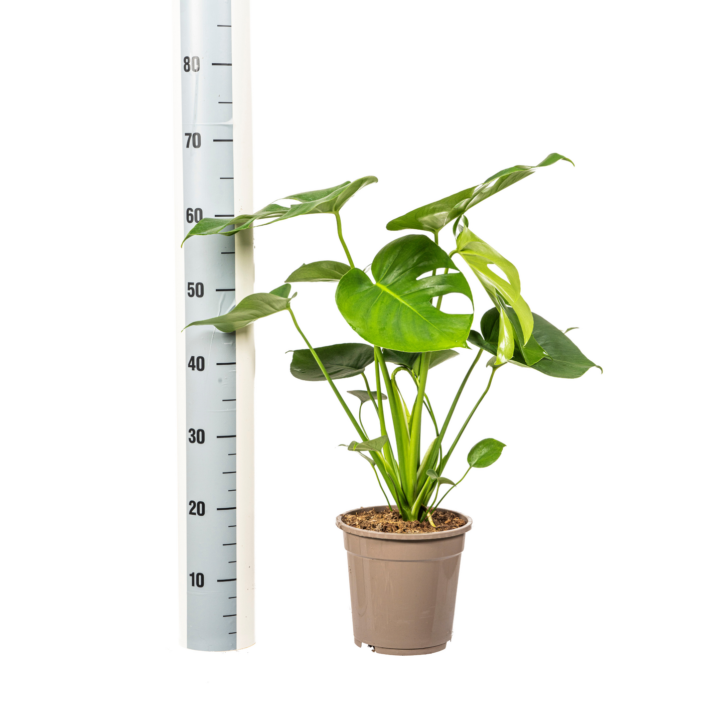 Monstera Deliciosa Tauerii Ø19cm – 70-90cm | Planttoday