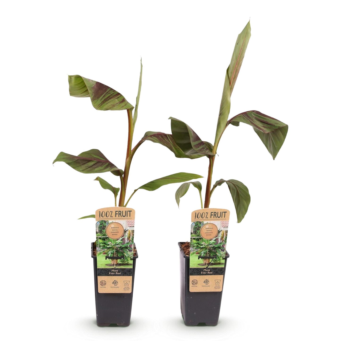Musa Ever Red – Japanse vezelbanaan fruitplant, set van 2 planten in pot Ø15cm, hoogte ongeveer 50cm, met opvallende rode vruchten.