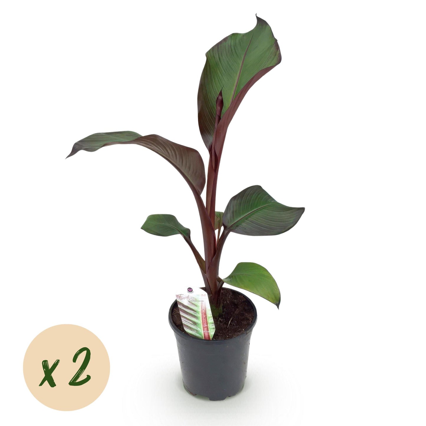 Bananen plant - Ensete ventricosum Maurelli - Winterhard - 2 planten - Pot 17cm Hoogte 40cm