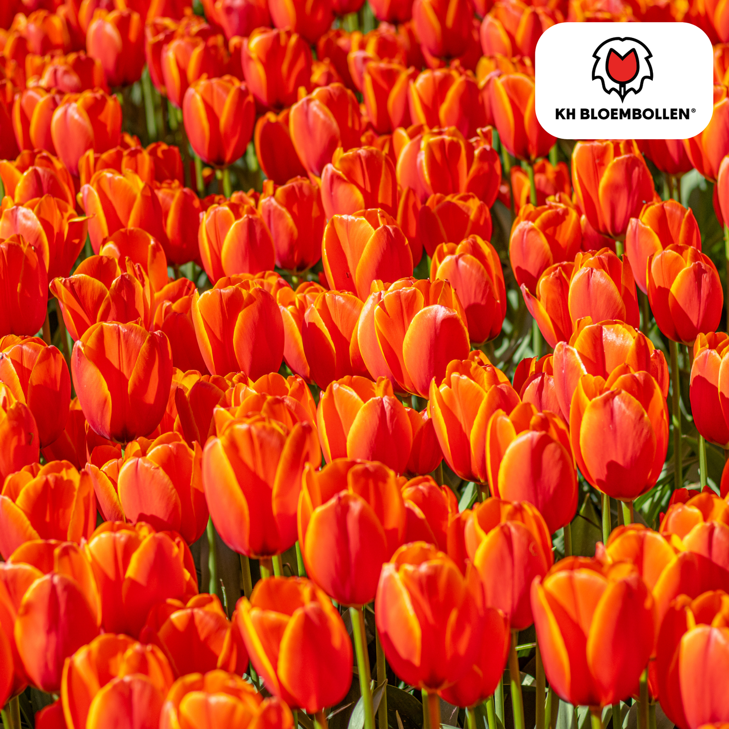 Dafeng tulpenbollen – grootbloemige oranje tulpen in volle bloei