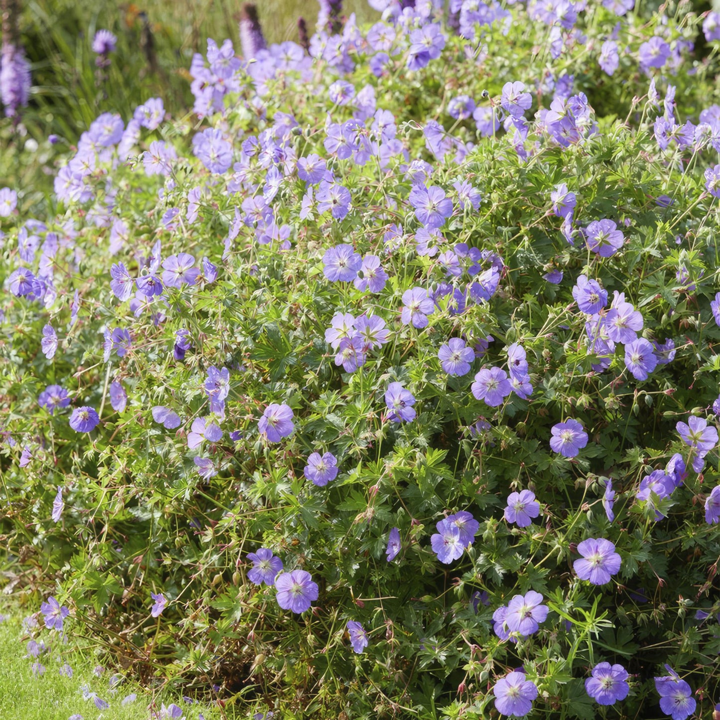 Geranium Rozanne Buitenplant | Ooievaarsbek