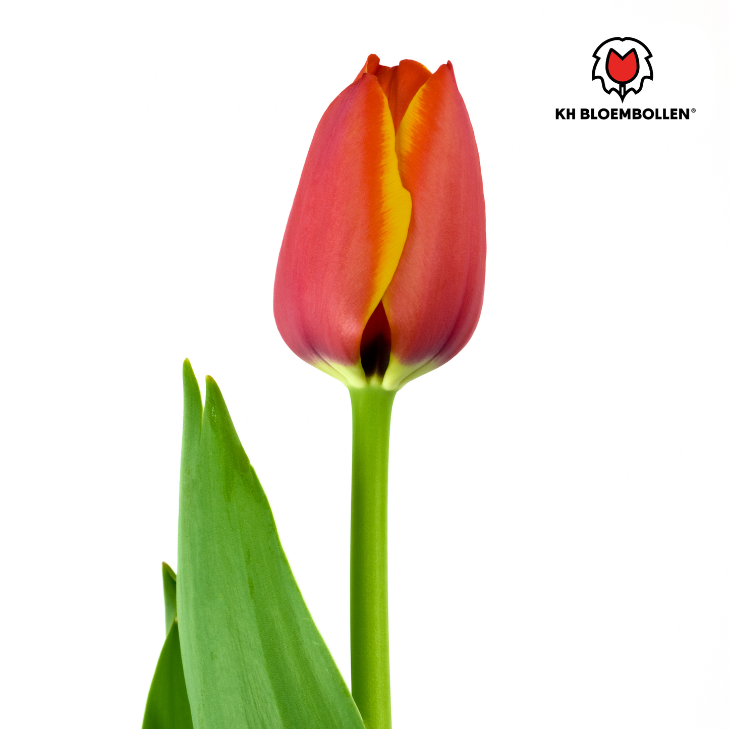 20 stuks Dafeng tulpenbollen, maat 11/12, vers van de teler