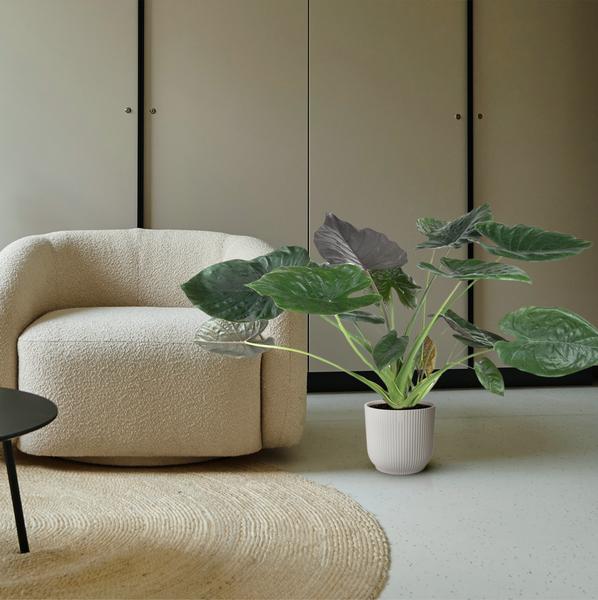 Alocasia Wentii - Elephant Ear - 120 cm - ø32