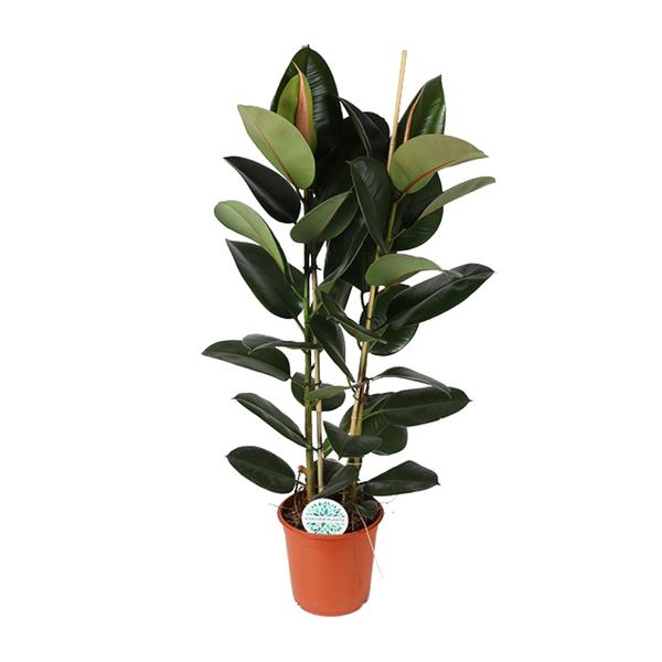 Ficus Elastica Robusta