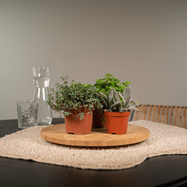 Succulenten Mix - Vetplant - 9 stuks - Ø8,5cm - ↕10 cm