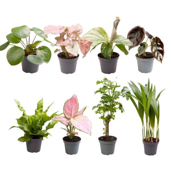 Large set van 8 kleine Kamerplanten | Verrassingsbox