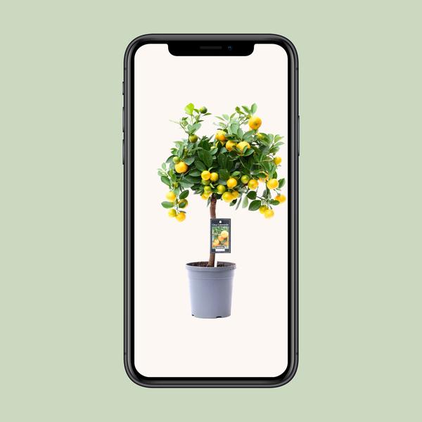 Citrus Calamondin Sinaaappelboom - Eetbaar - Pot Ø15cm - Hoogte ↕45cm
