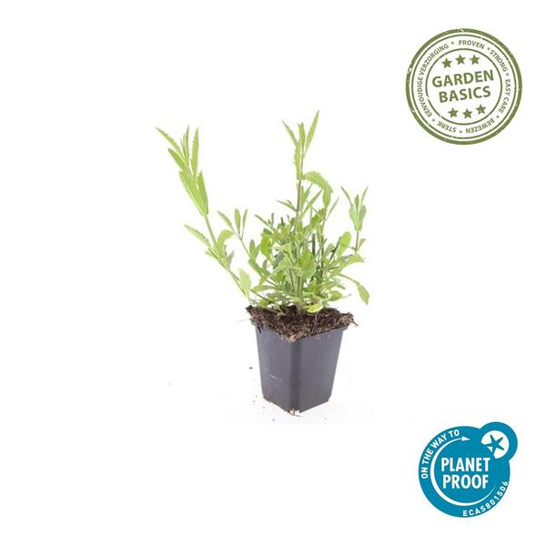 Verbena bonariensis Buitenplant | Stijf IJzerhard