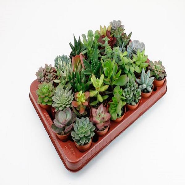 Succulenten - Vet plant - 30 Stuks Potmaat 5,5cm
