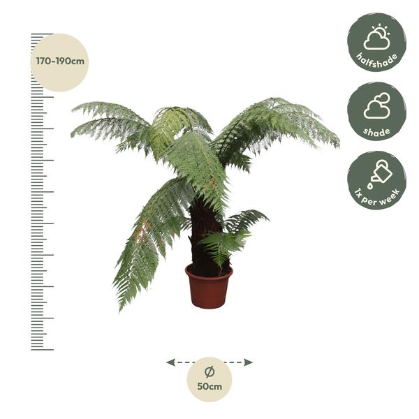 Dicksonia Antarctica - Zuidpoolvaren Hoogte 180cm - Pot ø50