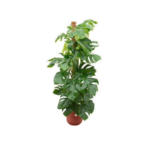 Kombi-Angebot - Monstera Pertusum XL inklusive elho Jazz Round red Ø26 - 150 cm
