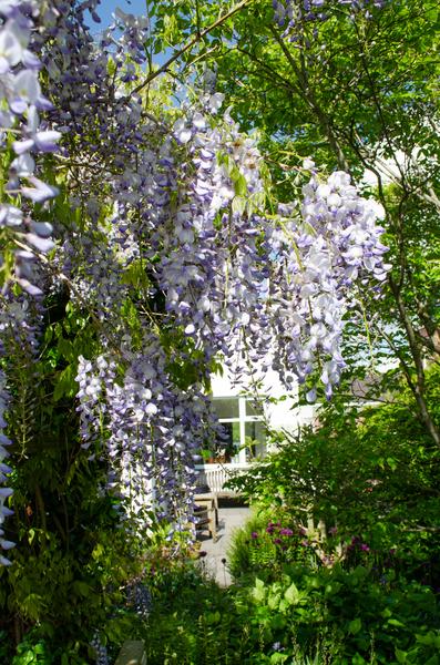 Wisteria sinensis Caroline - Purple Rain - Ø15cm - ↕65cm