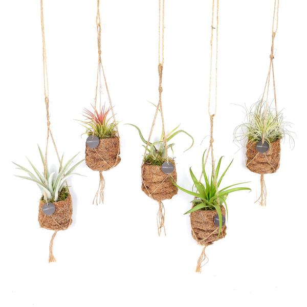 Kokodama Birdnest Tillandsia Mix – set van 8 mini luchtplanten in kokospotjes Ø7 cm – duurzaam en decoratief.