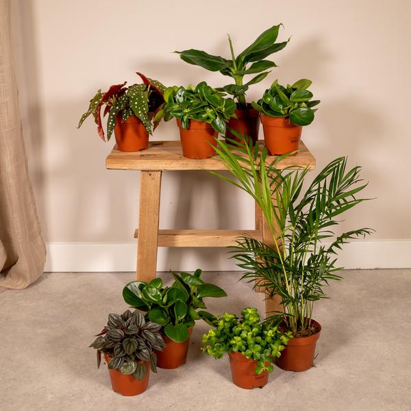 Groei Geluk Cadeaubox - Ø12cm - ↕25cm - x8