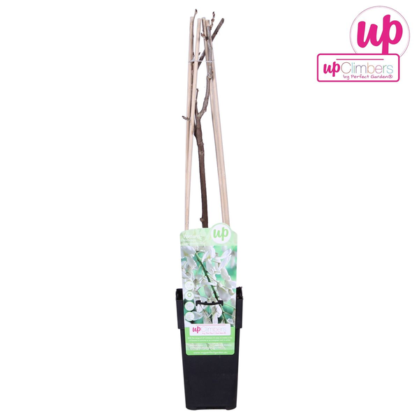Wisteria floribunda Alba - White rain - Ø15cm - ↕65cm