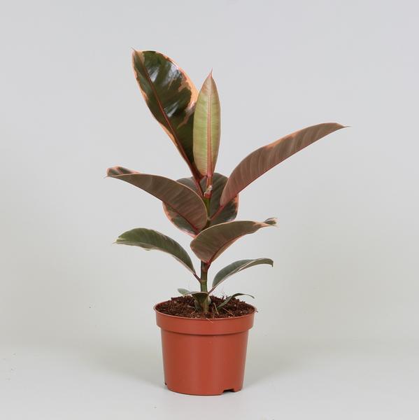Ficus elastica 'Belize' Kamerplant | Rubberplant