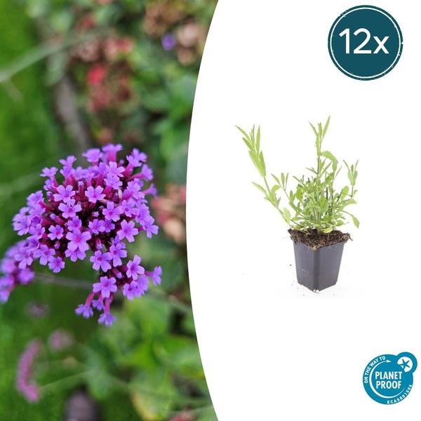 12x Verbena bonariensis - Stiff iron hard - 10-25cm - Ø9cm