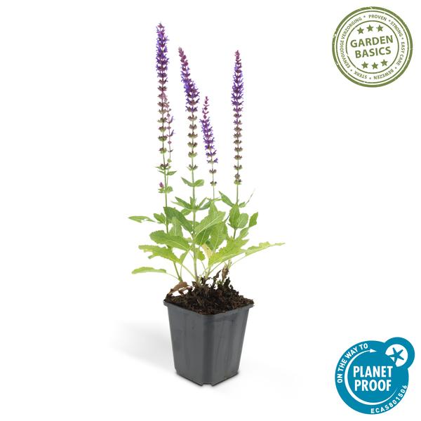 Salvia nem. 'Ostfriesland' Buitenplant | Salie