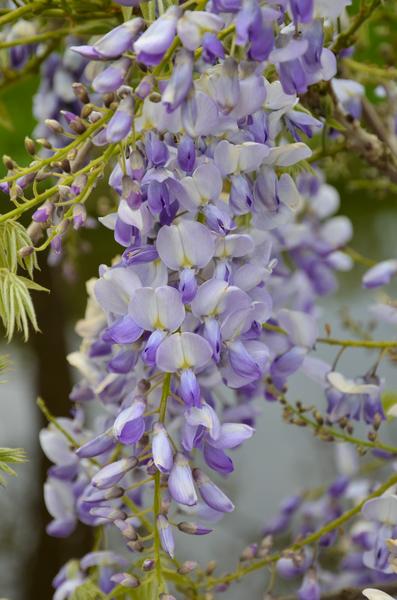 Wisteria sinensis 'Caroline' met sierlijke, hangende trossen lila bloemen in volle bloei – klimplant voor pergola of gevel in de tuin