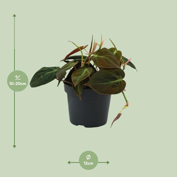 Philodendron Micans - Kamerplanten