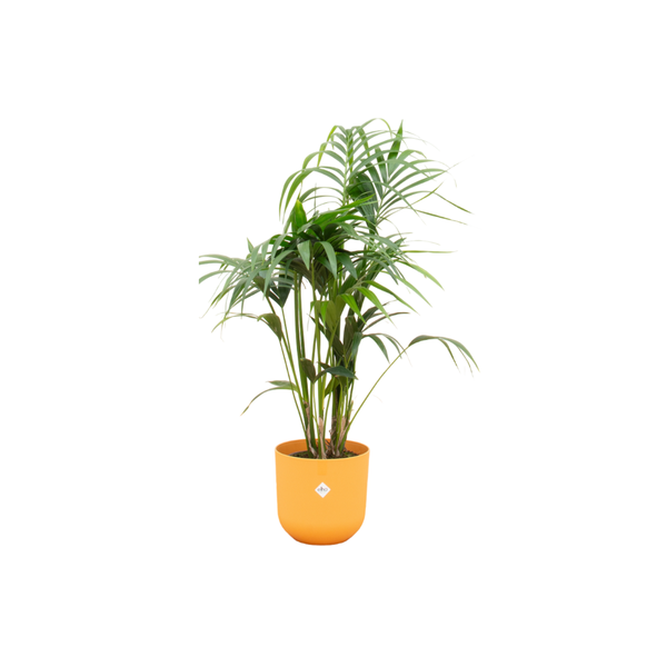 Combi deal - Kentia palm including elho Jazz Round yellow Ø26 - 130 cm