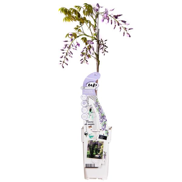 blauwe regen wisteria