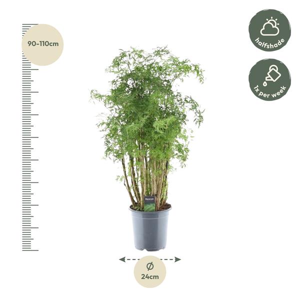 Polyscias Hawaiiana Ming -Prachtige kamerplant - Hoogte 90 cm - Ø24cm