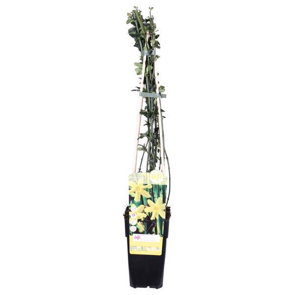 Jasminum nudiflorum - Winterjasmijn Ø15cm - ↕65cm