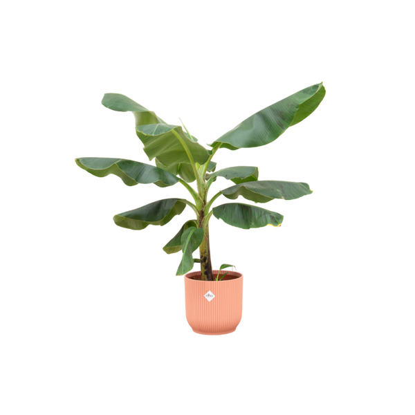 Combi deal - Bananenplant (Musa) inclusief elho Vibes Fold Round roze Γ22 - 100 cm