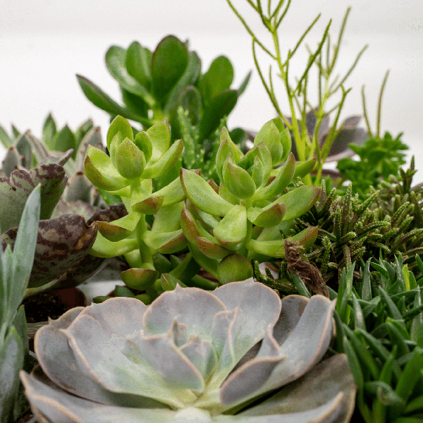 Succulenten Mix - Vetplant - 9 stuks - Ø8,5cm - ↕10 cm