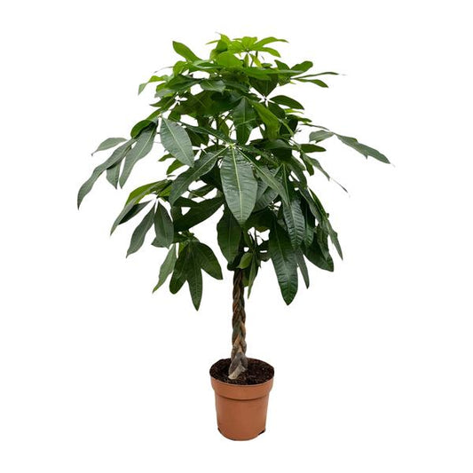 Pachira Aquatica (Watercacao) – grote kamerplant, hoogte 170cm, in pot Ø27cm – weelderige groene bladeren, ideaal voor woonkamer of kantoor.