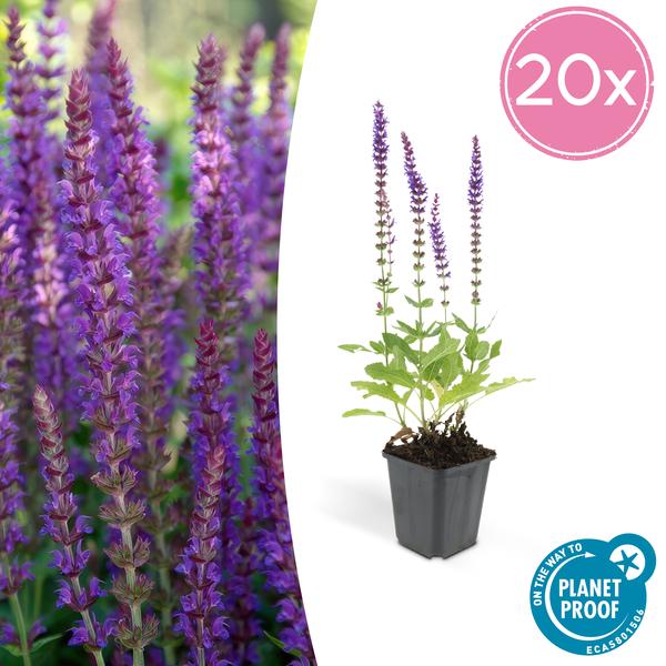 Salvia nem. 'Ostfriesland' Buitenplant | Salvia