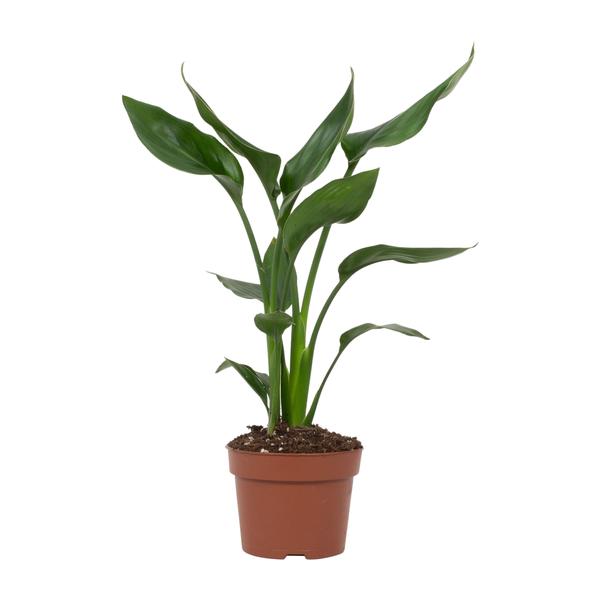 Strelitzia Reginae - 35cm - Ø12cm