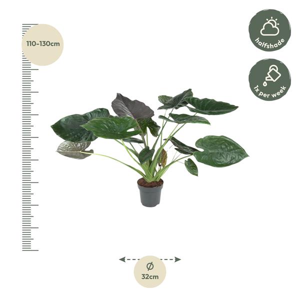 Alocasia Wentii - Elephant Ear - 120 cm - ø32