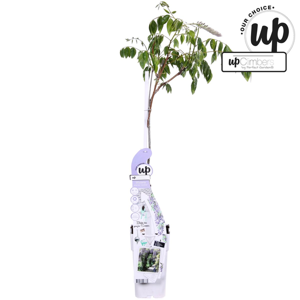 Wisteria sinensis Caroline - Purple Rain - Ø15cm - ↕65cm